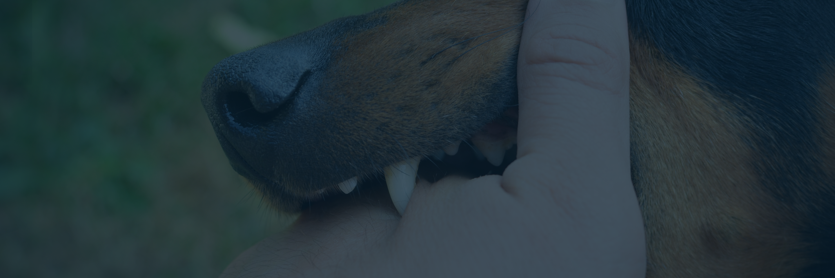 Dog Bites: Owners Held to a Strict Liability Standard