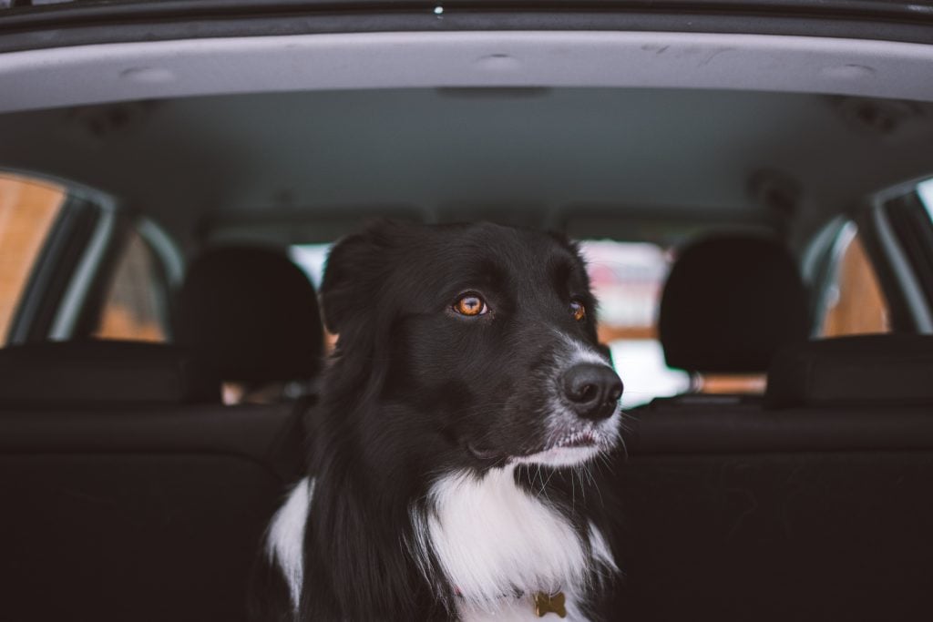 Keep Your Dog Safe and Properly Secured in Your Car | McLeish Orlando Personal Injury Lawyers